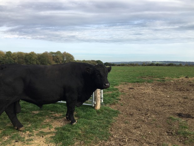 Photo 13-10-2018, 15 27 30.jpg